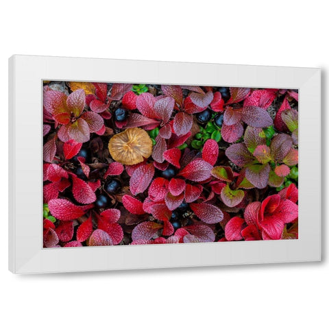 Alpine Bearberry I White Modern Wood Framed Art Print by Mahan, Kathy