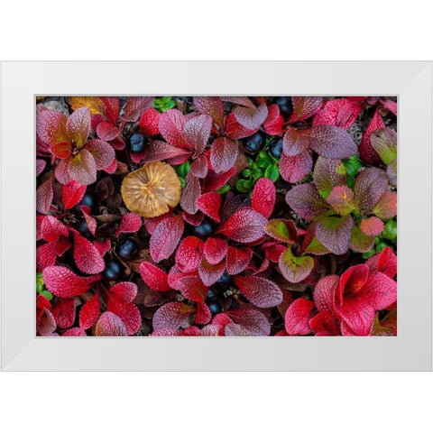 Alpine Bearberry I White Modern Wood Framed Art Print by Mahan, Kathy