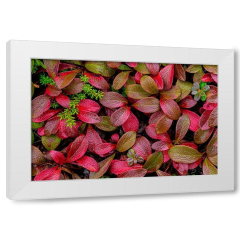 Alpine Bearberry II White Modern Wood Framed Art Print by Mahan, Kathy