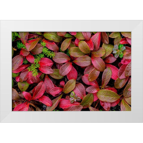 Alpine Bearberry II White Modern Wood Framed Art Print by Mahan, Kathy