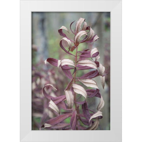 Fireweed in Fall I White Modern Wood Framed Art Print by Mahan, Kathy