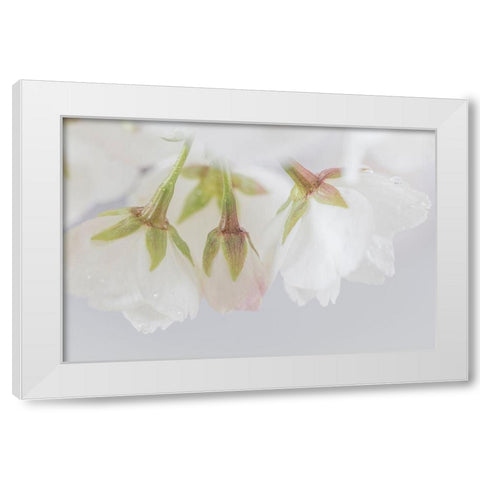 White Cherry Blossoms III White Modern Wood Framed Art Print by Mahan, Kathy