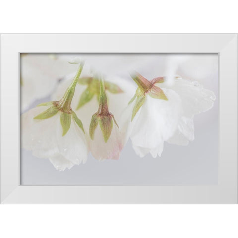 White Cherry Blossoms III White Modern Wood Framed Art Print by Mahan, Kathy