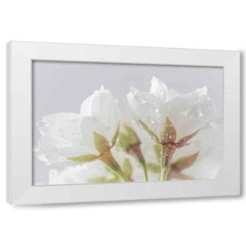 White Cherry Blossoms IV White Modern Wood Framed Art Print by Mahan, Kathy