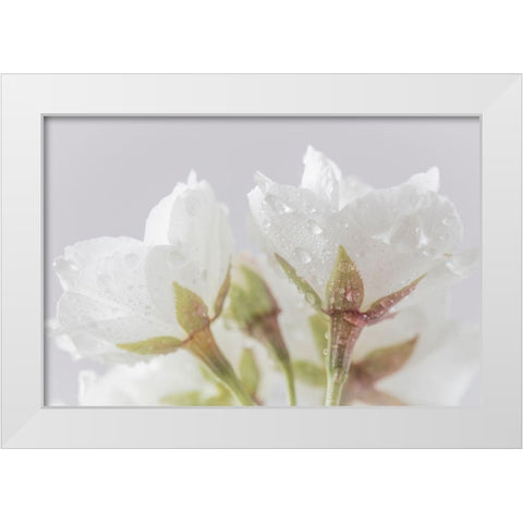White Cherry Blossoms IV White Modern Wood Framed Art Print by Mahan, Kathy