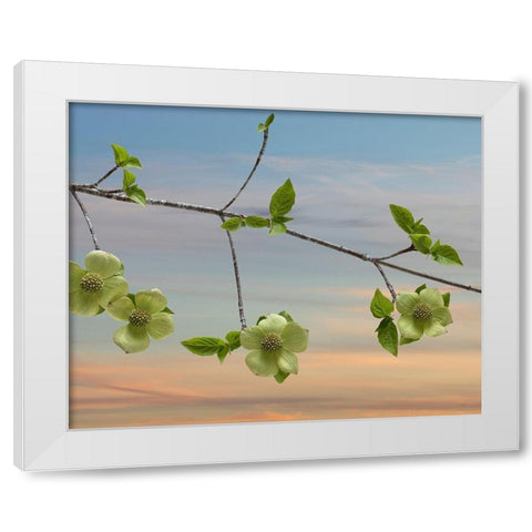 Dogwood at Sunset I White Modern Wood Framed Art Print by Mahan, Kathy