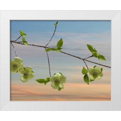 Dogwood at Sunset I White Modern Wood Framed Art Print by Mahan, Kathy