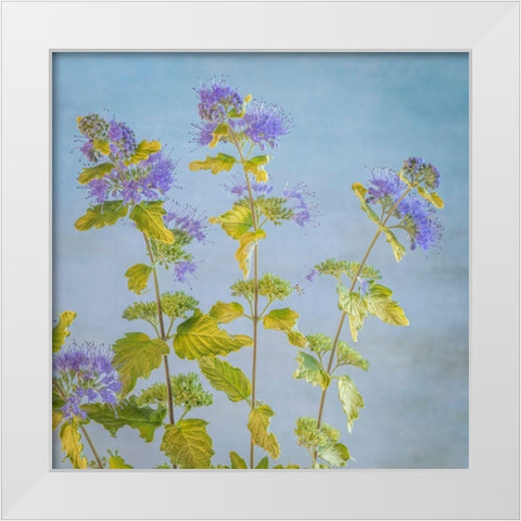 Caryopteris I White Modern Wood Framed Art Print by Mahan, Kathy