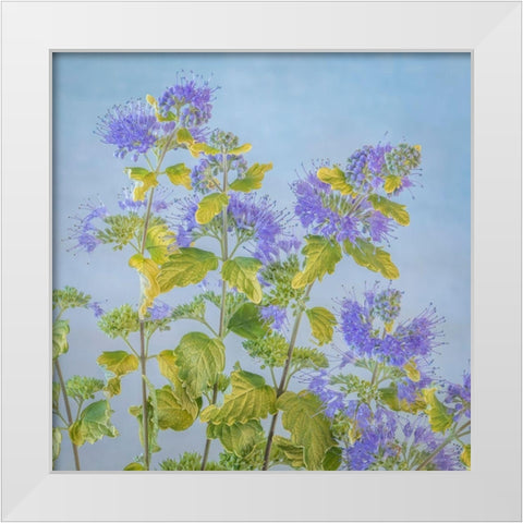 Caryopteris II White Modern Wood Framed Art Print by Mahan, Kathy