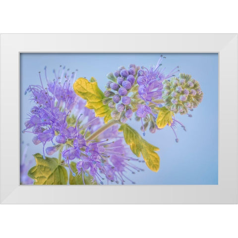 Caryopteris III White Modern Wood Framed Art Print by Mahan, Kathy