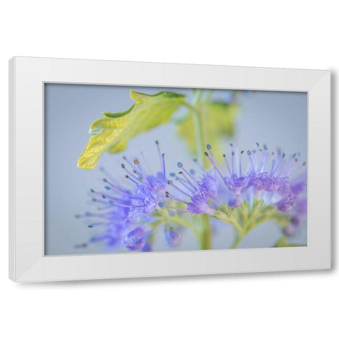 Caryopteris IV White Modern Wood Framed Art Print by Mahan, Kathy