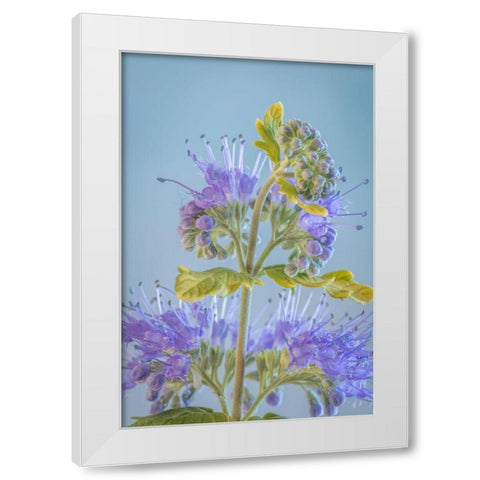Caryopteris V White Modern Wood Framed Art Print by Mahan, Kathy