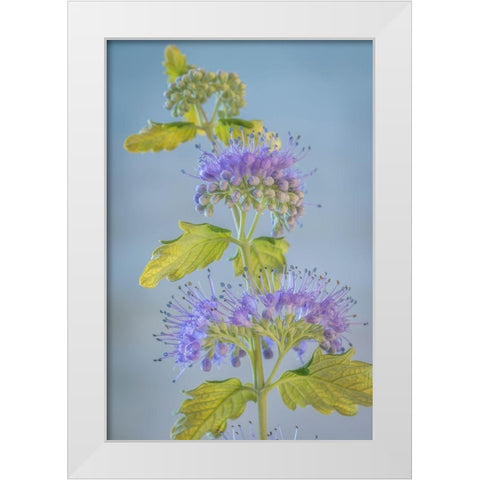 Caryopteris VI White Modern Wood Framed Art Print by Mahan, Kathy