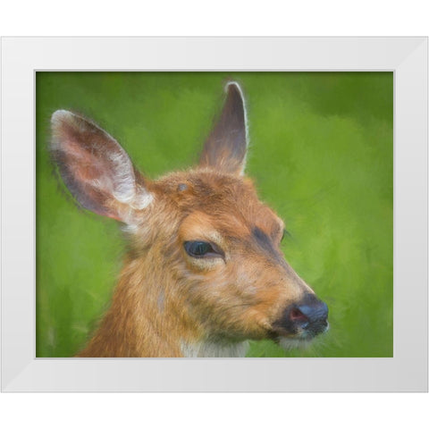 Blacktail Deer I White Modern Wood Framed Art Print by Mahan, Kathy