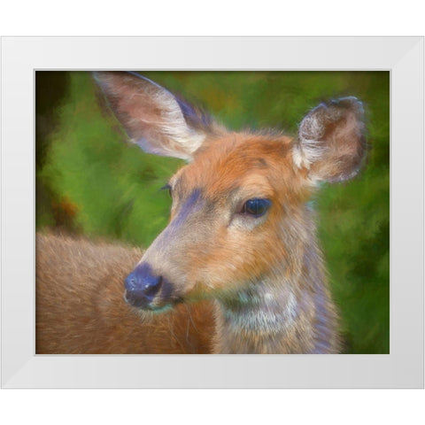 Blacktail Deer II White Modern Wood Framed Art Print by Mahan, Kathy