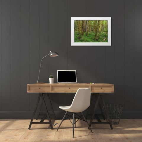 Big Leaf Maple Grove White Modern Wood Framed Art Print by Mahan, Kathy
