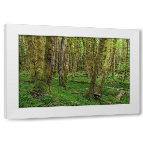 Big Leaf Maple Grove White Modern Wood Framed Art Print by Mahan, Kathy