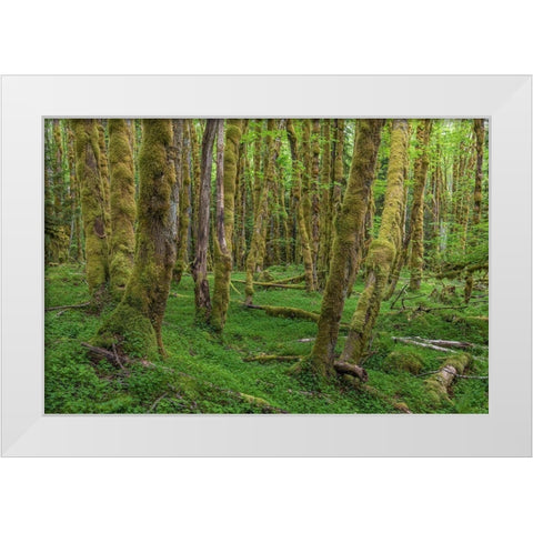 Big Leaf Maple Grove White Modern Wood Framed Art Print by Mahan, Kathy