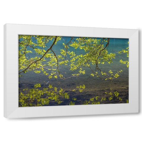 Overhanging Alder Trees I White Modern Wood Framed Art Print by Mahan, Kathy
