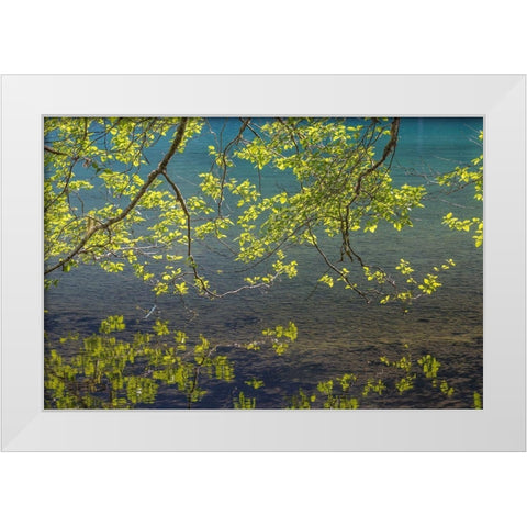 Overhanging Alder Trees I White Modern Wood Framed Art Print by Mahan, Kathy