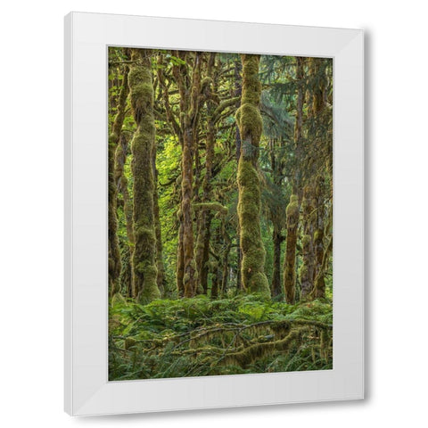 Quinault Rainforest II White Modern Wood Framed Art Print by Mahan, Kathy