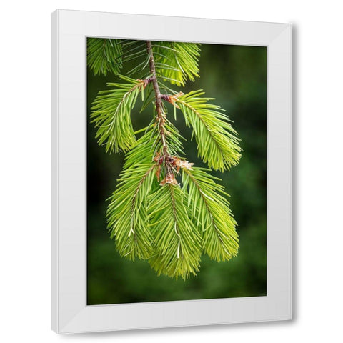 Douglas Fir Growth I White Modern Wood Framed Art Print by Mahan, Kathy