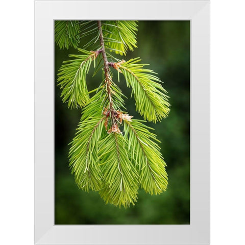 Douglas Fir Growth I White Modern Wood Framed Art Print by Mahan, Kathy