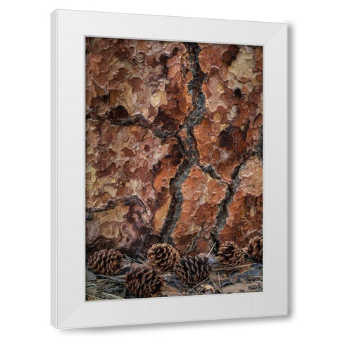 Ponderosa Pine II White Modern Wood Framed Art Print by Mahan, Kathy