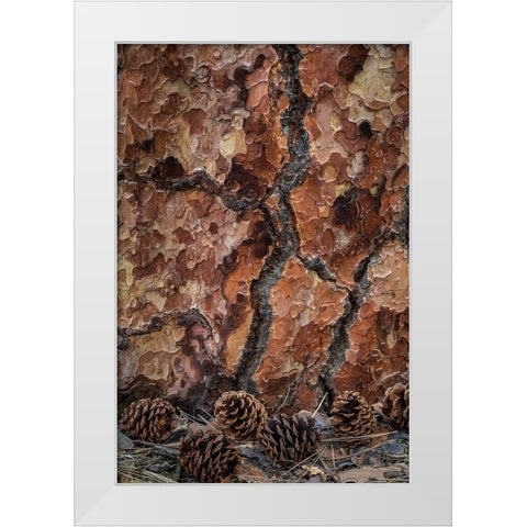 Ponderosa Pine II White Modern Wood Framed Art Print by Mahan, Kathy