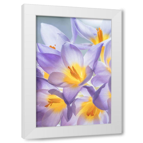 Crocus Blooms I White Modern Wood Framed Art Print by Mahan, Kathy