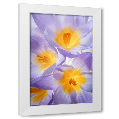 Crocus Blooms II White Modern Wood Framed Art Print by Mahan, Kathy