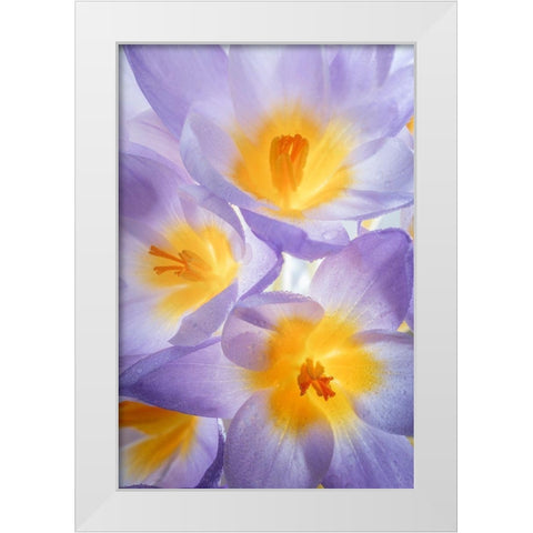 Crocus Blooms II White Modern Wood Framed Art Print by Mahan, Kathy