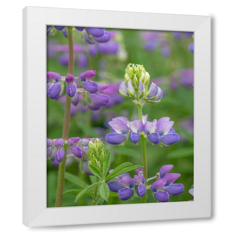 Lupine Blossoms I White Modern Wood Framed Art Print by Mahan, Kathy
