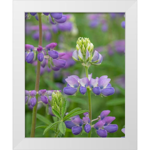 Lupine Blossoms I White Modern Wood Framed Art Print by Mahan, Kathy