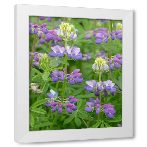 Lupine Blossoms II White Modern Wood Framed Art Print by Mahan, Kathy