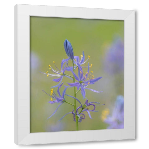 Camas Blossoms White Modern Wood Framed Art Print by Mahan, Kathy