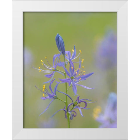 Camas Blossoms White Modern Wood Framed Art Print by Mahan, Kathy