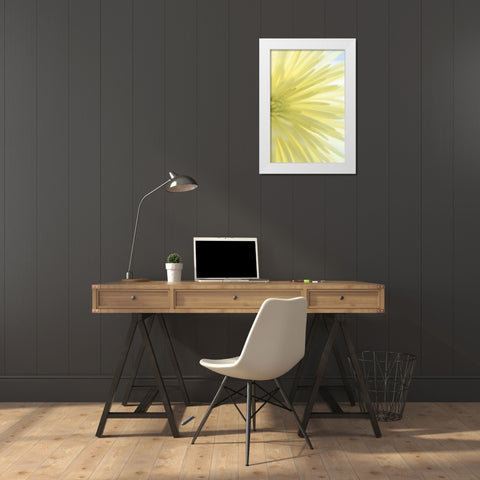 Yellow Chrysanthemum I White Modern Wood Framed Art Print by Mahan, Kathy