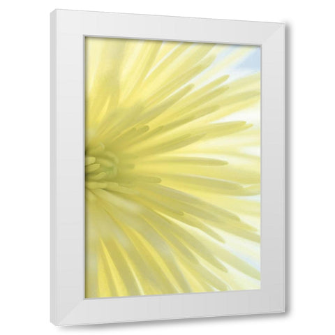 Yellow Chrysanthemum I White Modern Wood Framed Art Print by Mahan, Kathy