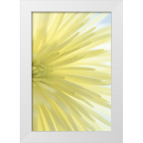 Yellow Chrysanthemum I White Modern Wood Framed Art Print by Mahan, Kathy