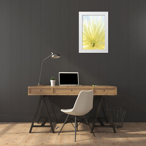 Yellow Chrysanthemum II White Modern Wood Framed Art Print by Mahan, Kathy