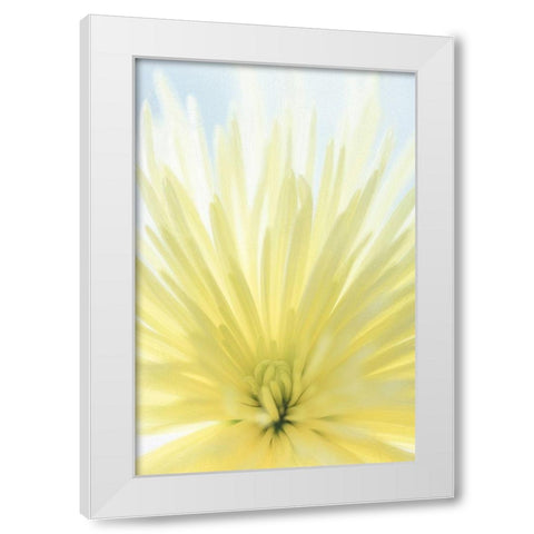 Yellow Chrysanthemum II White Modern Wood Framed Art Print by Mahan, Kathy