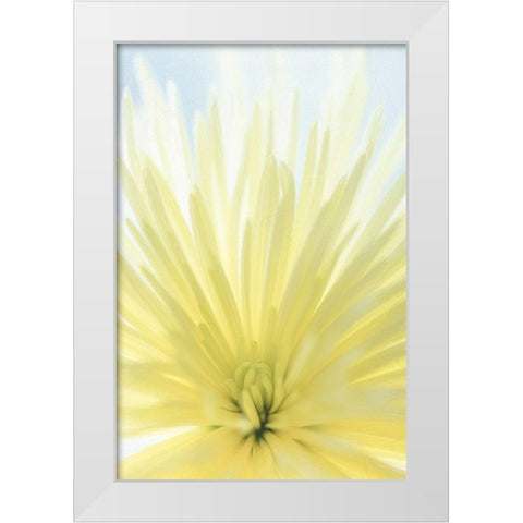 Yellow Chrysanthemum II White Modern Wood Framed Art Print by Mahan, Kathy