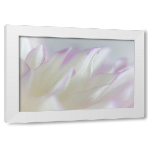 Dahlia Petals I White Modern Wood Framed Art Print by Mahan, Kathy