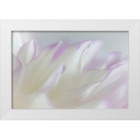 Dahlia Petals I White Modern Wood Framed Art Print by Mahan, Kathy