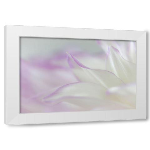 Dahlia Petals II White Modern Wood Framed Art Print by Mahan, Kathy