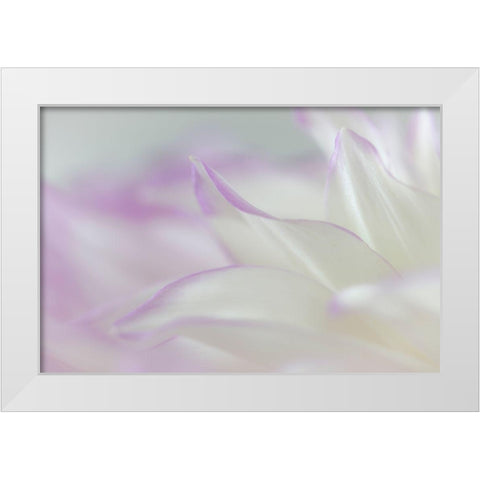 Dahlia Petals II White Modern Wood Framed Art Print by Mahan, Kathy