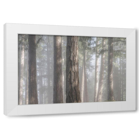 Fog in the Forest I White Modern Wood Framed Art Print by Mahan, Kathy