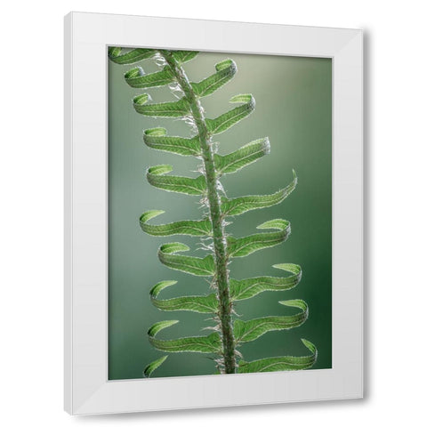 Sword Fern in Spring I White Modern Wood Framed Art Print by Mahan, Kathy
