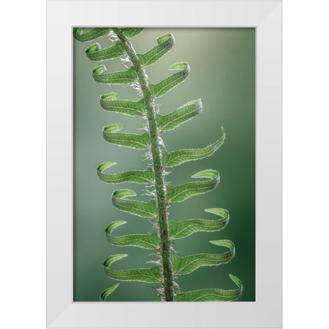 Sword Fern in Spring I White Modern Wood Framed Art Print by Mahan, Kathy